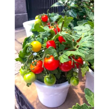Organic Tomato Plant